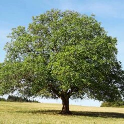 English Walnut Tree 9 English Walnut Tree -Arbor Day Foundation Store English Carpathian Walnut 4 FGT