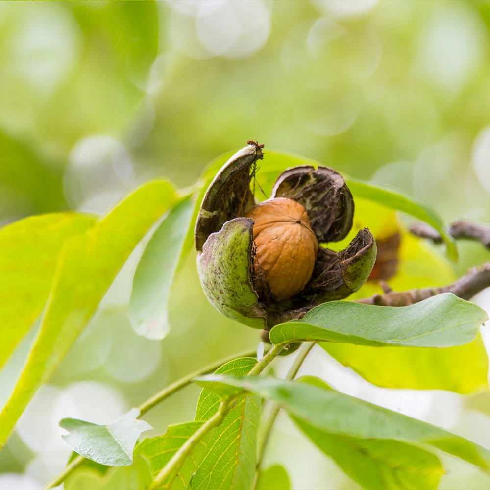 English Walnut Tree 6 English Walnut Tree - Image 4