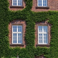 English Ivy Vine -Arbor Day Foundation Store English Ivy 2 FGT