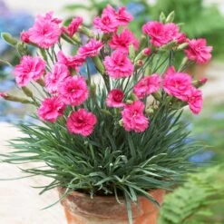 Scent First® Eternity Dianthus Plant -Arbor Day Foundation Store Eternity Dianthus 1