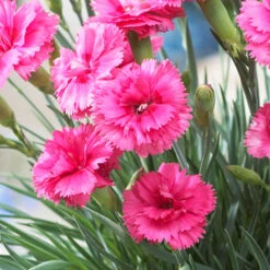 Scent First® Eternity Dianthus Plant -Arbor Day Foundation Store Eternity Dianthus 2