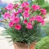 Scent First® Eternity Dianthus Plant -Arbor Day Foundation Store Eternity Dianthus 600x600 9a3a8ce8 7f38 480f 88b0 75bdfac7e163