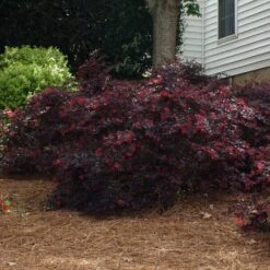 'Ever Red' Loropetalum -Arbor Day Foundation Store Ever Red Lorepetalum 2