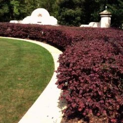 'Ever Red' Loropetalum -Arbor Day Foundation Store Ever Red Lorepetalum 3