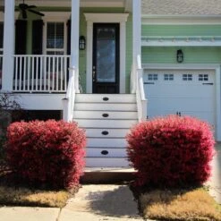 'Ever Red' Loropetalum -Arbor Day Foundation Store Ever Red Lorepetalum 4
