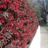 'Ever Red' Loropetalum -Arbor Day Foundation Store Ever Red Lorepetalum FGT 600x600 047d9fa6 0bc7 421f be3c da3170e44193