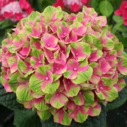 Everlasting® Amethyst Hydrangea Shrub 7 Everlasting® Amethyst Hydrangea Shrub -Arbor Day Foundation Store Everlasting Amethyst Hydrangea 2