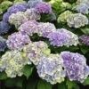 Everlasting® Amethyst Hydrangea Shrub -Arbor Day Foundation Store Everlasting Amethyst Hydrangea 3
