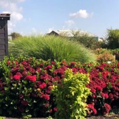 Everlasting® Crimson Ruby Hydrangea Shrub -Arbor Day Foundation Store Everlasting Crimson Ruby 1