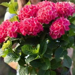 Everlasting® Crimson Ruby Hydrangea Shrub -Arbor Day Foundation Store Everlasting Crimson Ruby 4