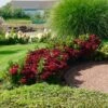 Everlasting® Crimson Ruby Hydrangea Shrub -Arbor Day Foundation Store Everlasting Crimson Ruby FGT 600x600 c96daa38 25e0 4479 82e2 43e6cd49daaf