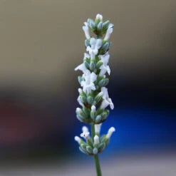 Lavender Exceptional™ 11 Lavender Exceptional™ -Arbor Day Foundation Store Exceptional Lavender 2