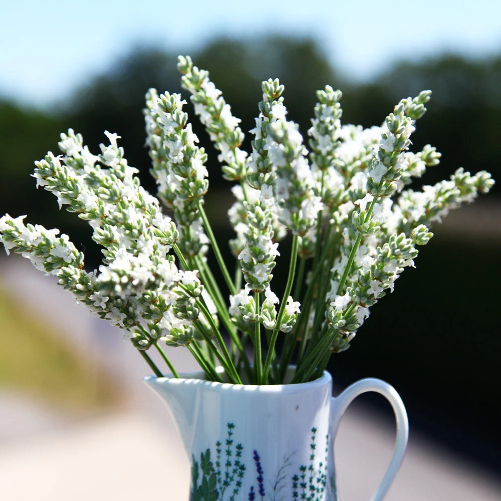 Lavender Exceptional™ 4 Lavender Exceptional™ - Image 2