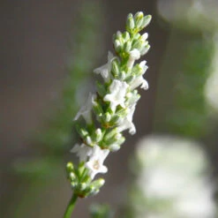 Lavender Exceptional™ 9 Lavender Exceptional™ -Arbor Day Foundation Store Exceptional Lavender 5