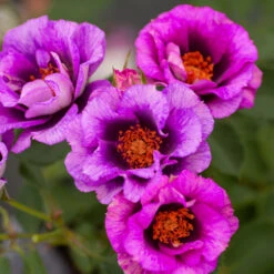 Eyeconic® Plum Lemonade Rose -Arbor Day Foundation Store Eyeconic Plum Lemonade Rose 2