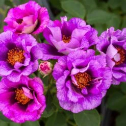 Eyeconic® Plum Lemonade Rose -Arbor Day Foundation Store Eyeconic Plum Lemonade Rose 3 FGT