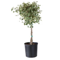 Variegated Ficus Triangularis Tree 9 Variegated Ficus Triangularis Tree -Arbor Day Foundation Store FIC TRT 34 3 BRD