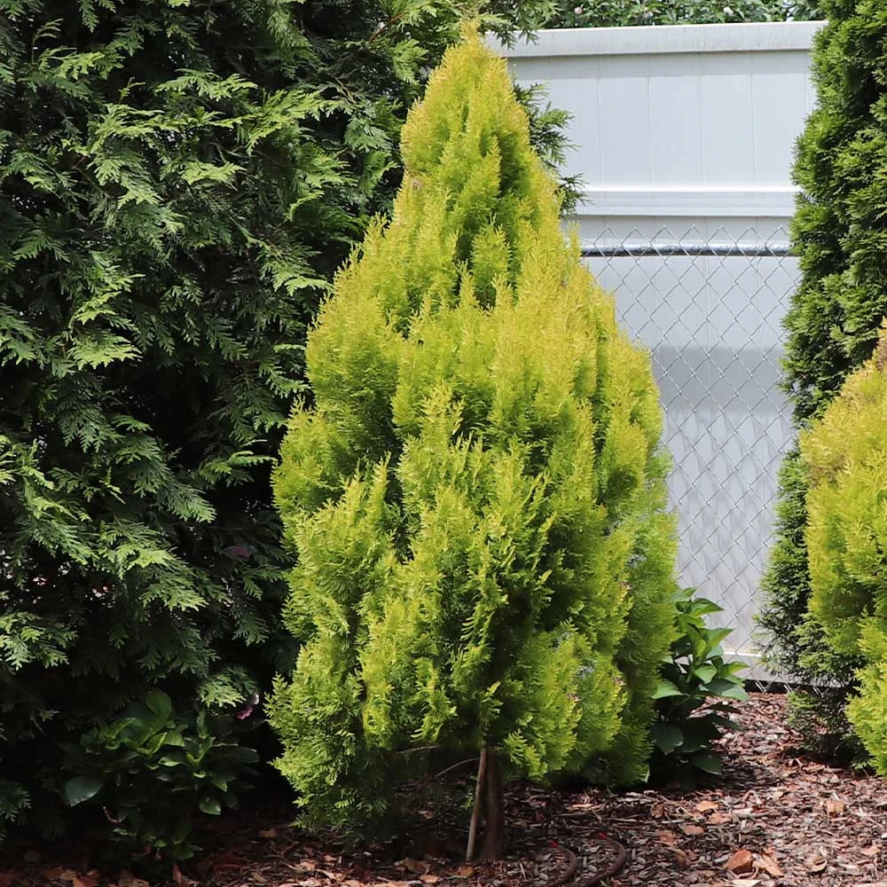 Forever Goldy™ Arborvitae Tree 5 Forever Goldy™ Arborvitae Tree - Image 3