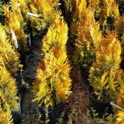 Forever Goldy™ Arborvitae Tree 11 Forever Goldy™ Arborvitae Tree -Arbor Day Foundation Store FOrever GOldy 3