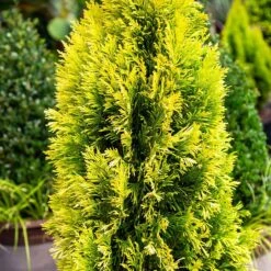 Forever Goldy™ Arborvitae Tree 10 Forever Goldy™ Arborvitae Tree -Arbor Day Foundation Store FOrever GOldy 4