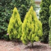 Forever Goldy™ Arborvitae Tree -Arbor Day Foundation Store FOrever GOldy 600x600 6bb4203a 1f83 46d7 bf71 502f5d9964f5