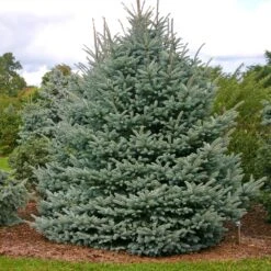 Fat Albert Colorado Blue Spruce 9 Fat Albert Colorado Blue Spruce -Arbor Day Foundation Store Fat albert Blue Spruce 1
