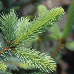 Fat Albert Colorado Blue Spruce 10 Fat Albert Colorado Blue Spruce -Arbor Day Foundation Store Fat albert Blue Spruce 2