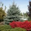 Fat Albert Colorado Blue Spruce -Arbor Day Foundation Store Fat albert Blue Spruce FGT 600x600 2967f4b7 777d 4dcb 9133 7fce04685aca
