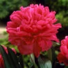 Felix Crousse Peony -Arbor Day Foundation Store Felix Crousse Peony FGT 600x600 bc6525ef ac09 4cd7 8daa 65a114741091