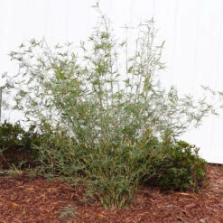Fernleaf Bamboo -Arbor Day Foundation Store FernleafMultiplexBamboo 1