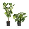 Monstera Deliciosa And Fiddle Leaf Fig Combo -Arbor Day Foundation Store Fiddle Swiss Combo 3GMon 3 4 Fig 600x600 1c3c9ad7 692d 418a b0f3 48f3822268e1
