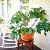 Fignomenal Fig Tree -Arbor Day Foundation Store Fignominal Fig FGT 600x600 6f1c4f51 2c51 4e22 8351 3e386eb4b02e