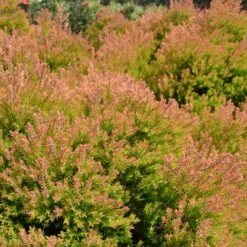 Fire Chief™ Thuja Shrub -Arbor Day Foundation Store Fire Chief Arborvitae 4