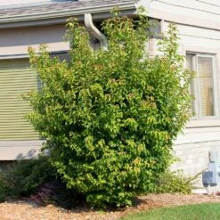 Flame Amur Maple -Arbor Day Foundation Store Flame Amur 2