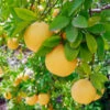 Flame Grapefruit Tree -Arbor Day Foundation Store Flame Grapefruit 600x600 3439c604 9d92 491c b107 cc763d52c75a