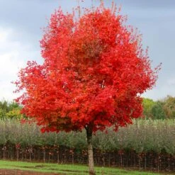 Flashfire® Maple Tree -Arbor Day Foundation Store Flashfire Maple 1