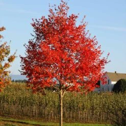 Flashfire® Maple Tree -Arbor Day Foundation Store Flashfire Maple 2