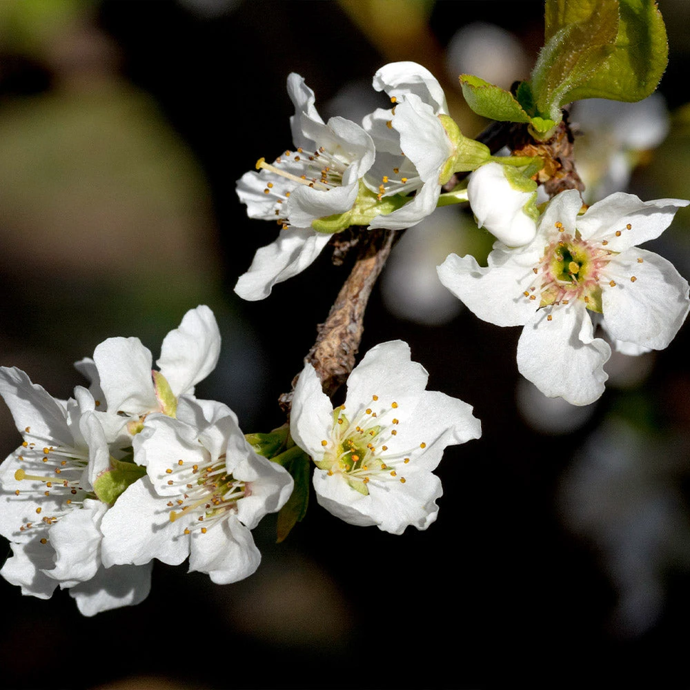 Flavor Queen Pluot® 6 Flavor Queen Pluot® - Image 4