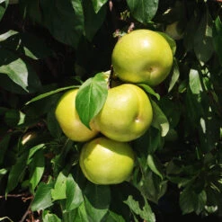 Flavor Queen Pluot® 11 Flavor Queen Pluot® -Arbor Day Foundation Store Flavor Queen Pluot 4