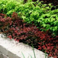 Flirt™ Nandina Shrub 11 Flirt™ Nandina Shrub -Arbor Day Foundation Store Flirt Nandina BB 2