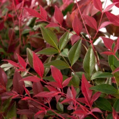 Flirt™ Nandina Shrub 10 Flirt™ Nandina Shrub -Arbor Day Foundation Store Flirt Nandina FGT 6