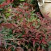 Flirt™ Nandina Shrub -Arbor Day Foundation Store Flirt Nandina FGT 600x600 c6f1b96c ea7c 42fb ad5c 9b651418a0af