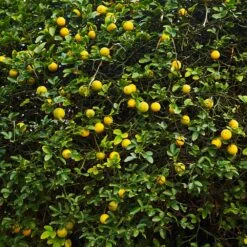 Hardy Orange Tree 'Flying Dragon' -Arbor Day Foundation Store Flying Dragon Trifoliate orange 2