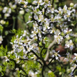 Hardy Orange Tree 'Flying Dragon' -Arbor Day Foundation Store Flying Dragon Trifoliate orange 3 FGT
