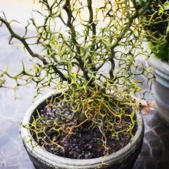 Hardy Orange Tree 'Flying Dragon' -Arbor Day Foundation Store Flying Dragon Trifoliate orange 7