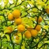 Hardy Orange Tree 'Flying Dragon' -Arbor Day Foundation Store Flying Dragon Trifoliate orange FGT 600x600 01172a27 1707 4e05 99b7 c2188e0645c2