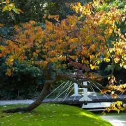 Forest Pansy Redbud 11 Forest Pansy Redbud -Arbor Day Foundation Store Forest Pansy Redbud 2