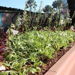 Francee Hosta Plant -Arbor Day Foundation Store Francee Hosta 3