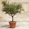 Frantoio Olive Tree -Arbor Day Foundation Store Frantoio Olive FGT 600x600 ae78b264 02f3 4f9c a62c 4757ae262c9c