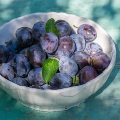 French Prune Tree 9 French Prune Tree -Arbor Day Foundation Store French Prune Plum 3